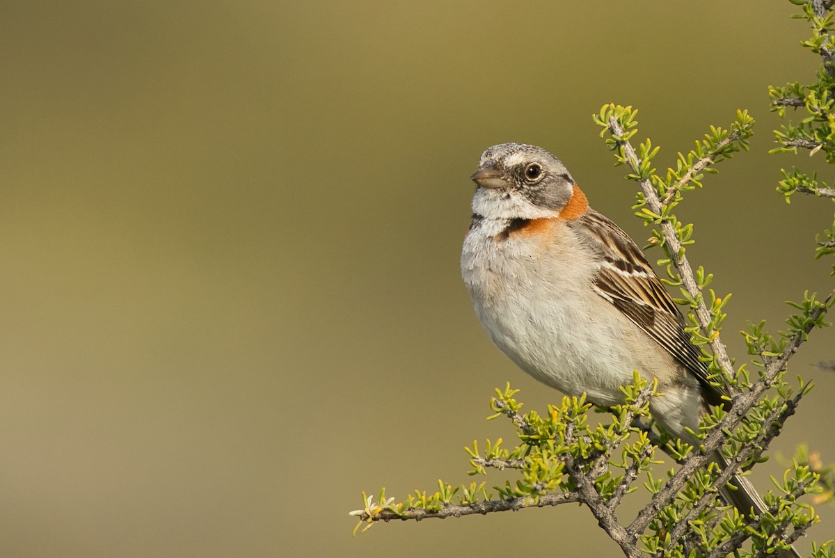 Rufous-collared Sparrow - ML612830905