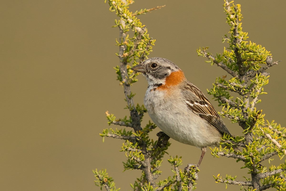 Rufous-collared Sparrow - ML612830906