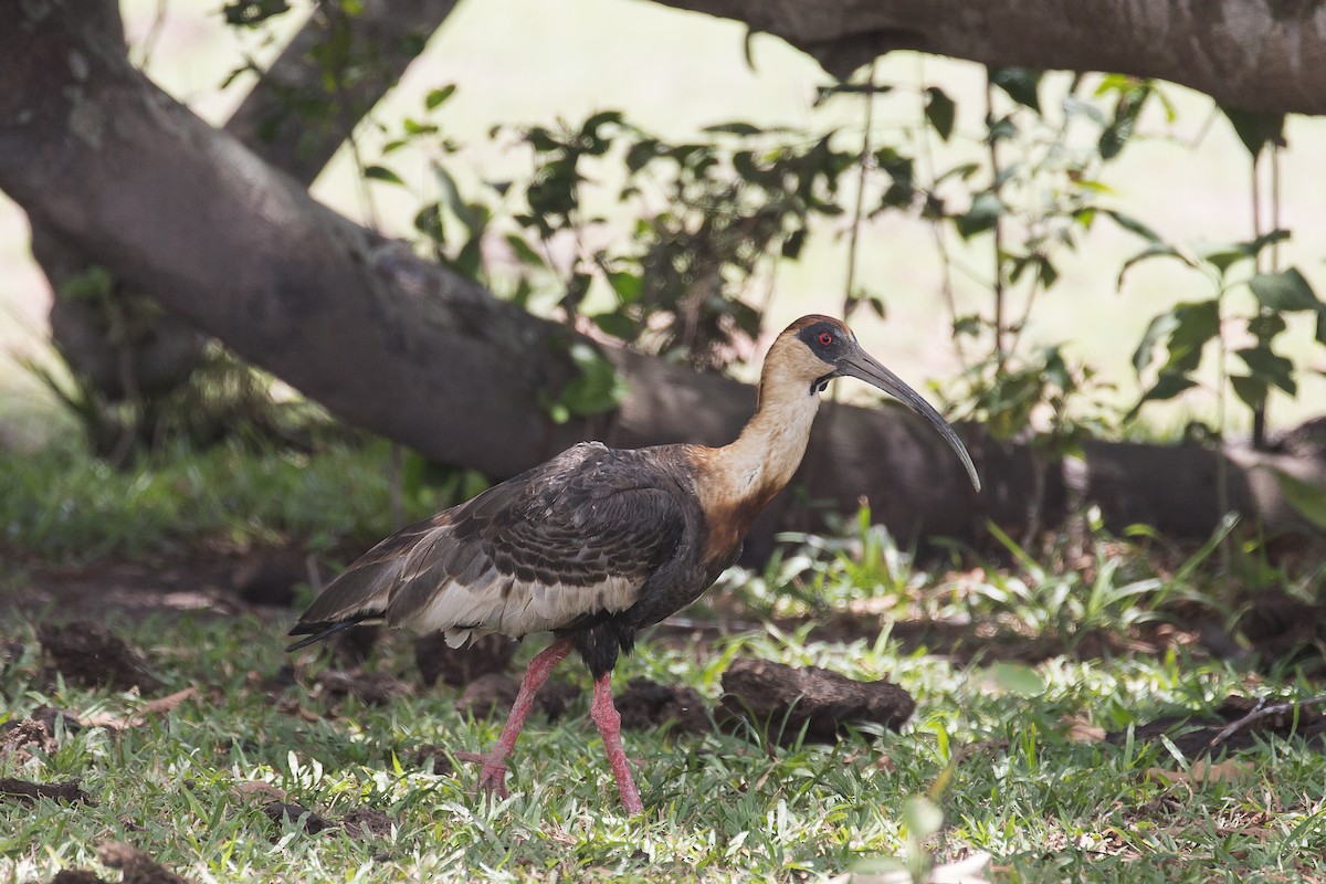 ibis bělokřídlý - ML612830989