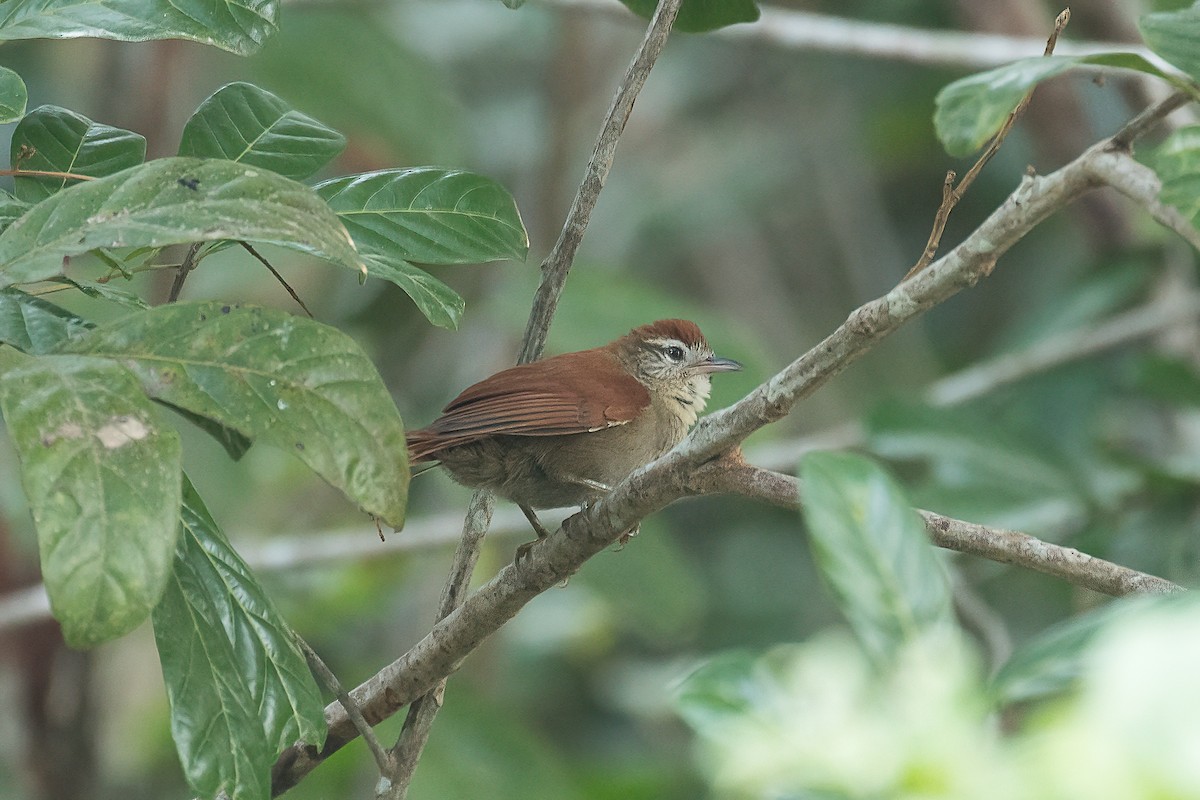 Rusty-backed Spinetail - ML612831058
