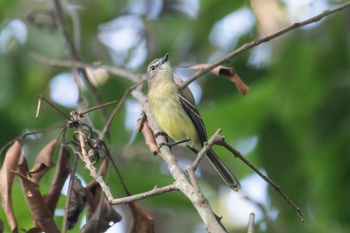 Pale-tipped Tyrannulet - ML612831135