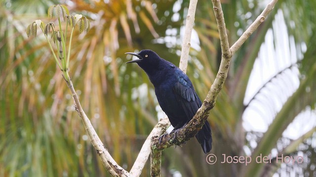 Great-tailed Grackle - ML612831206