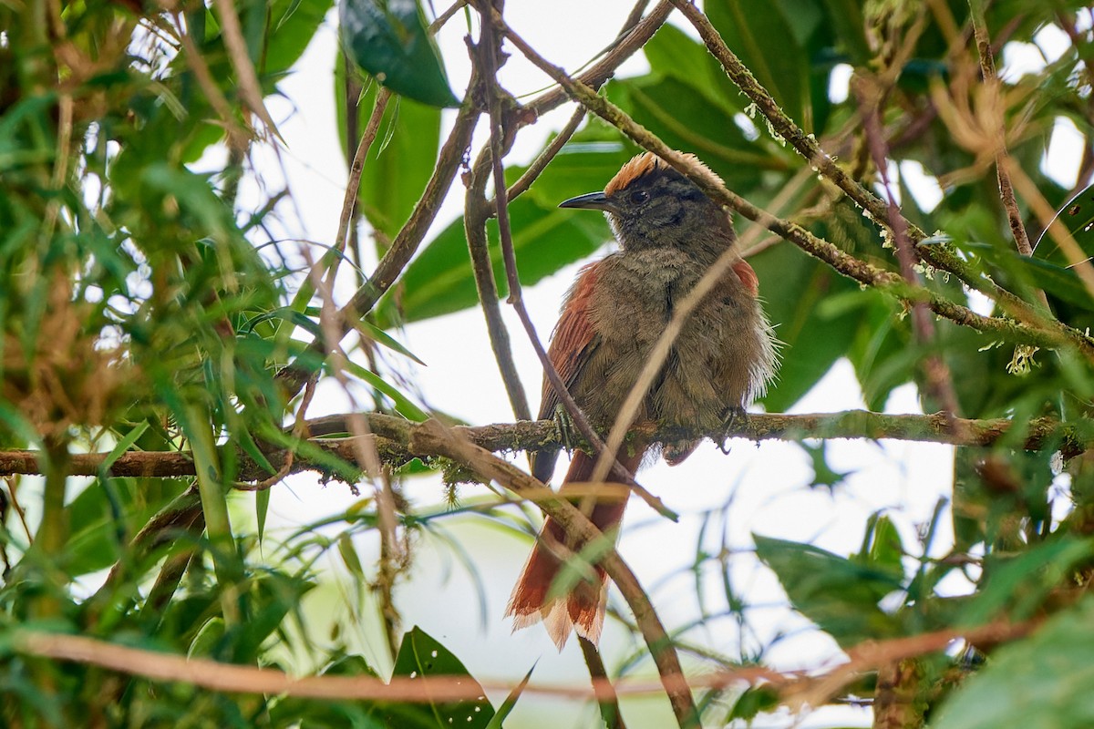 Light-crowned Spinetail - ML612831284