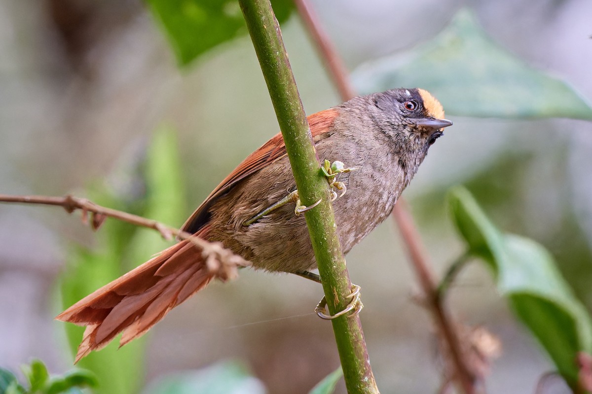 Light-crowned Spinetail - ML612831285