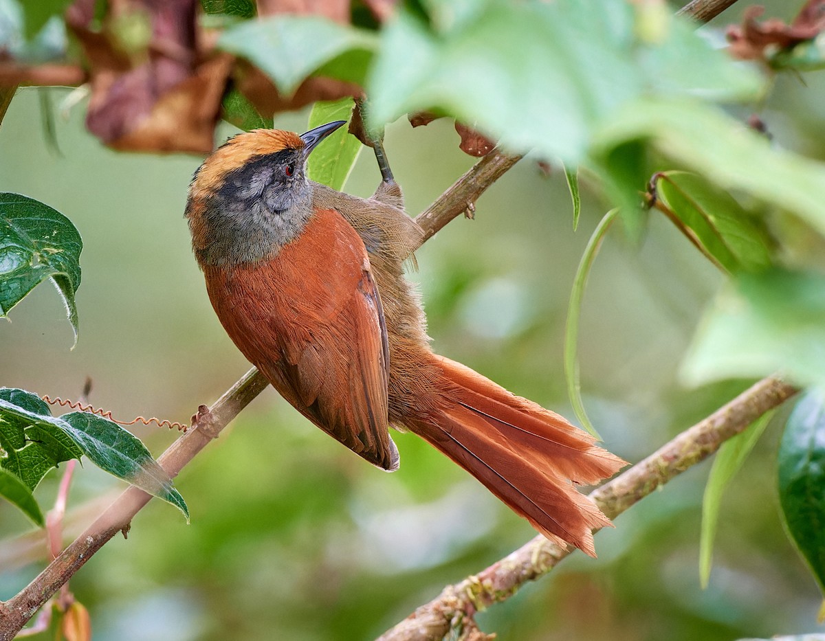 Light-crowned Spinetail - ML612831286