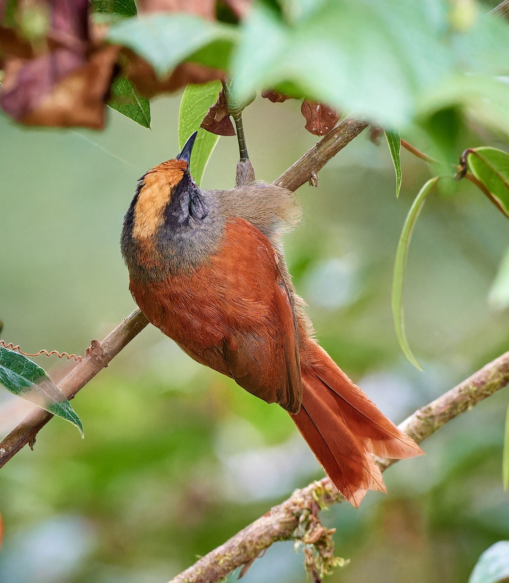 Light-crowned Spinetail - ML612831287