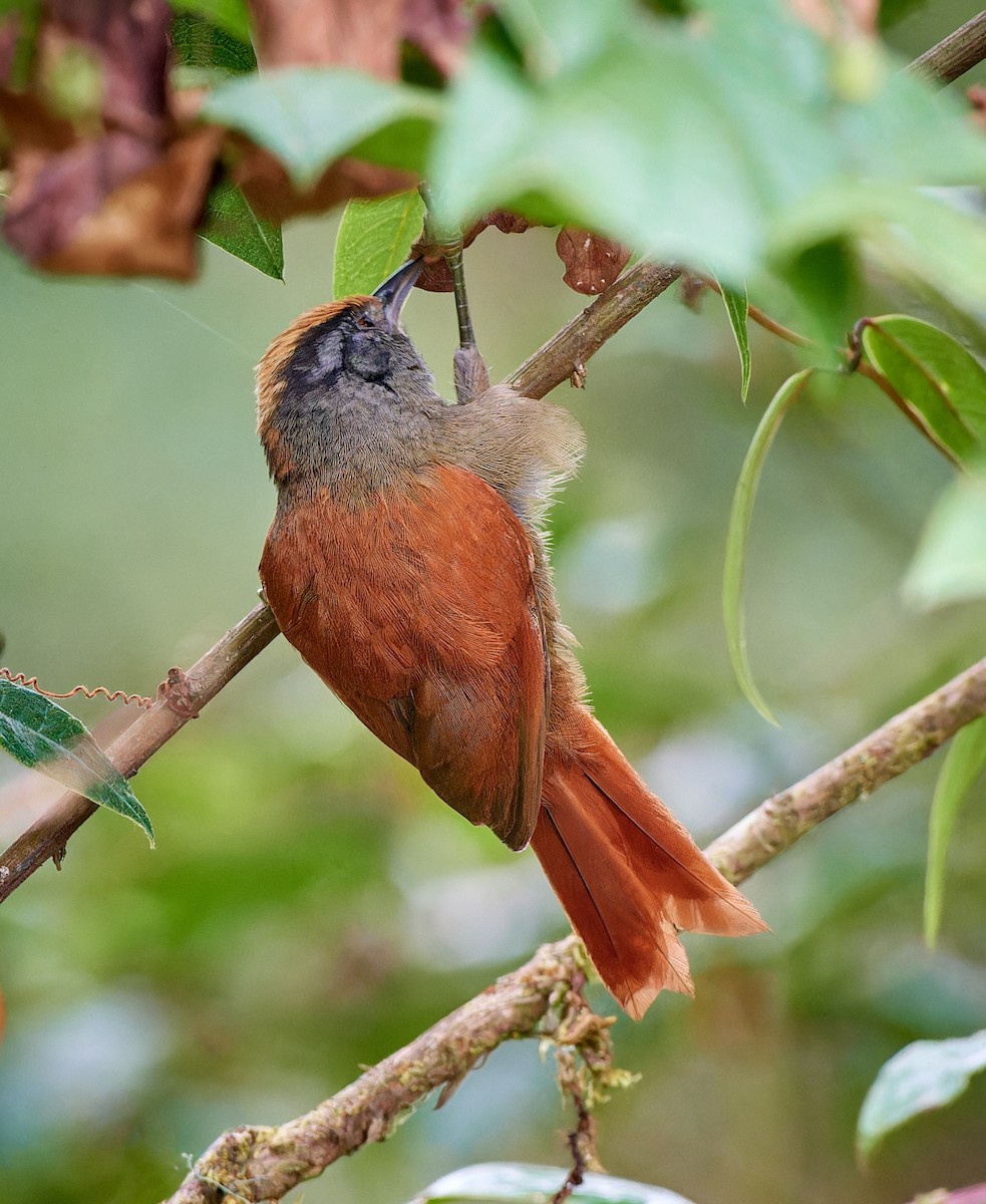 Light-crowned Spinetail - ML612831288