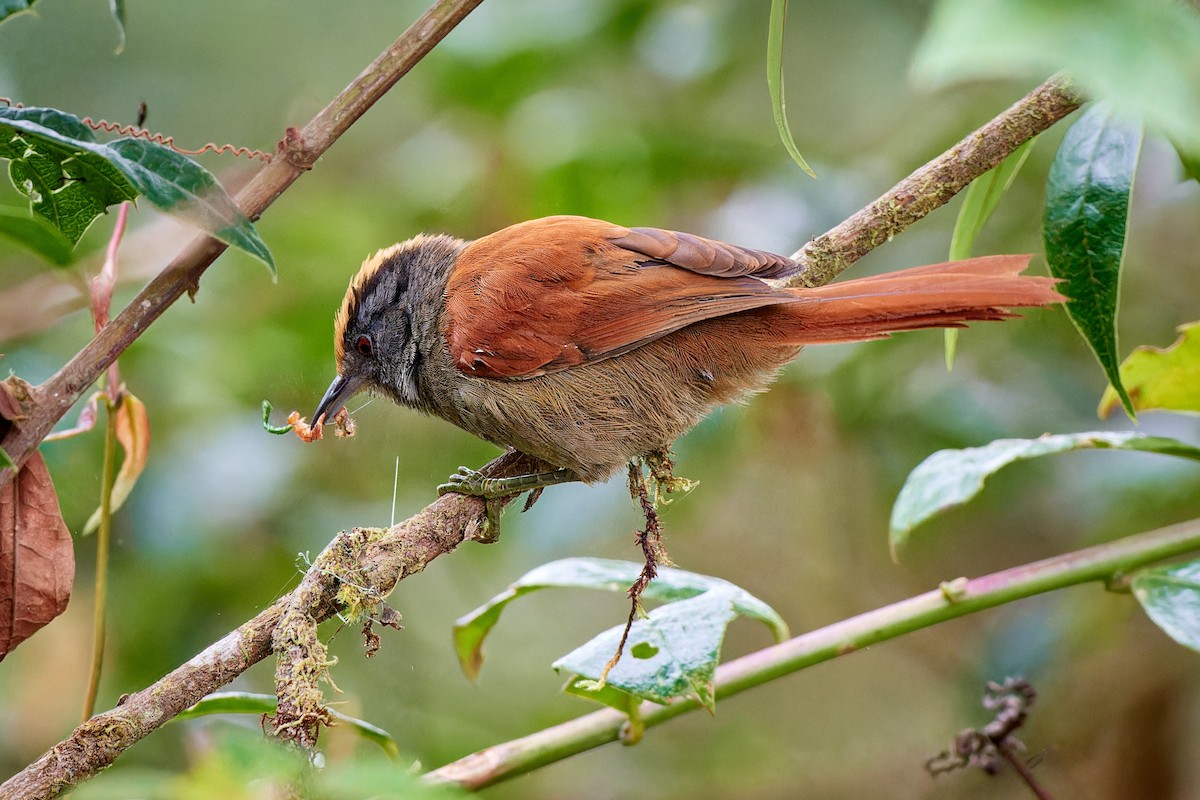 Light-crowned Spinetail - ML612831289