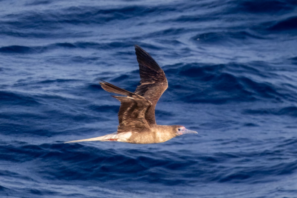 Red-footed Booby - ML612831544