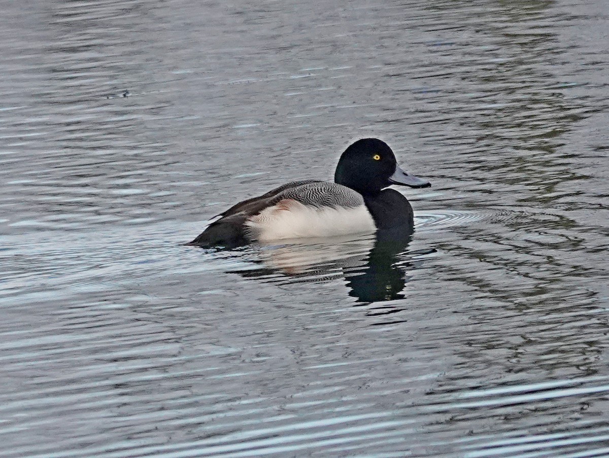 Greater Scaup - ML612831579