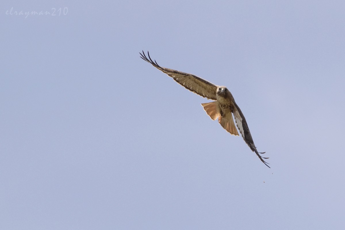 Red-tailed Hawk - Ricardo Arredondo
