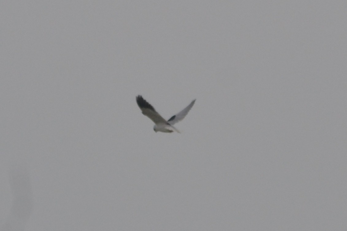 Black-winged Kite - ML612832258