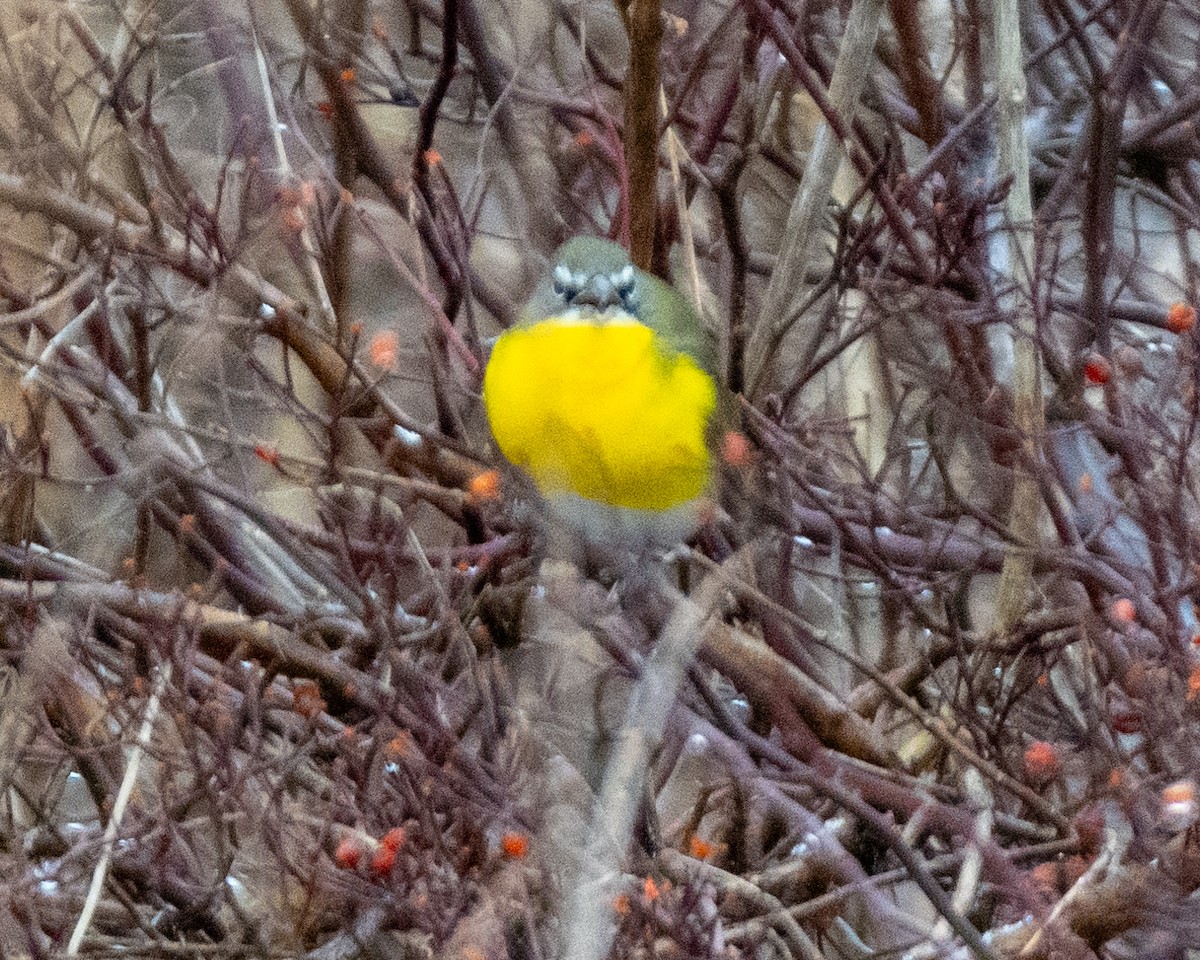 Yellow-breasted Chat - ML612832319