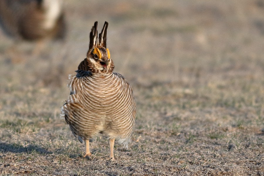 Greater/Lesser Prairie-Chicken - eBird