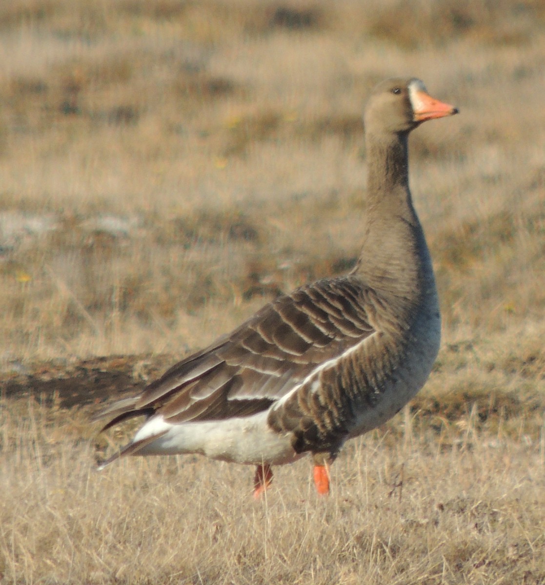 Greater White-fronted Goose - ML612832829