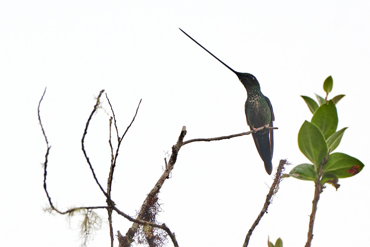 Sword-billed Hummingbird - ML612832889