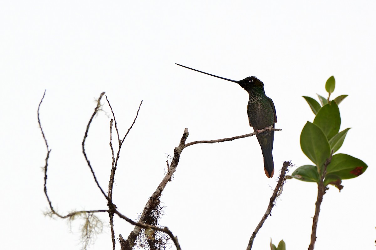 Sword-billed Hummingbird - ML612832890