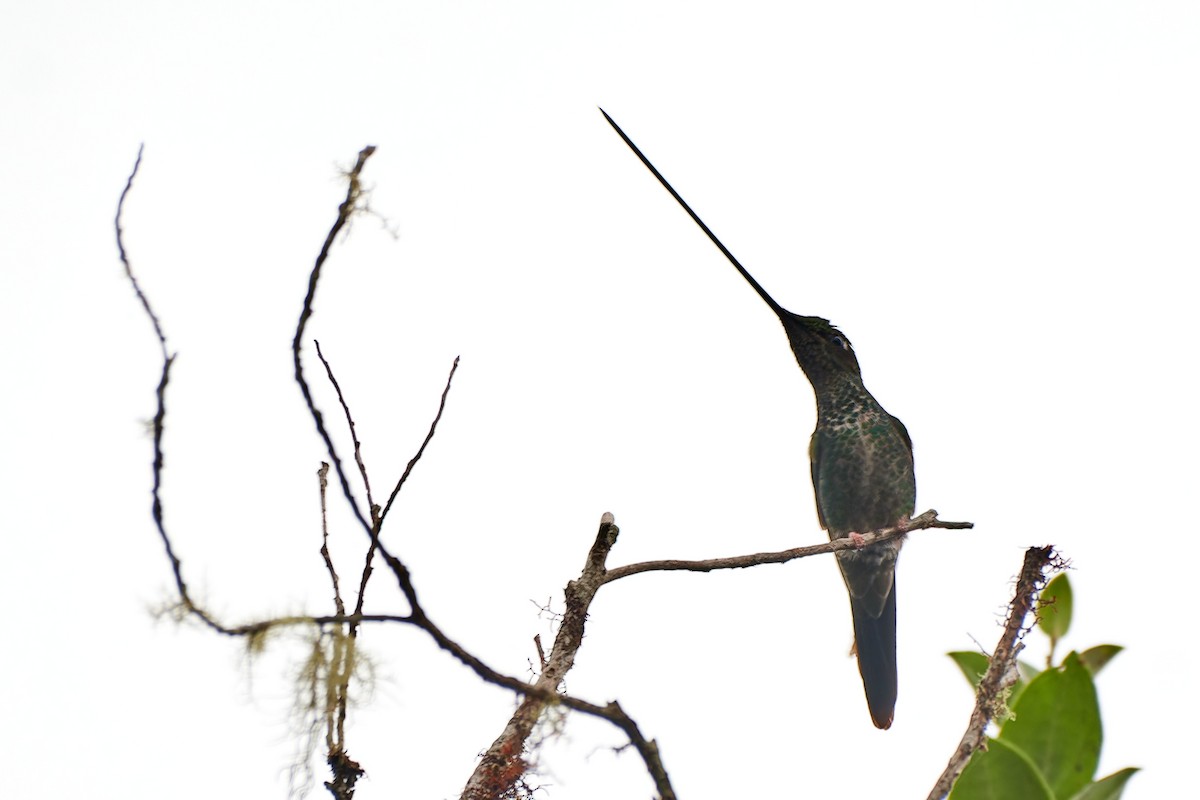 Sword-billed Hummingbird - ML612832891