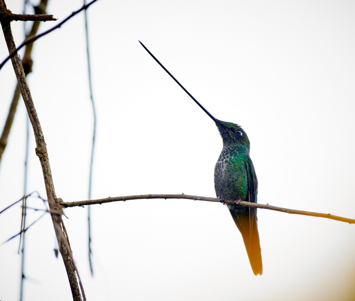 Sword-billed Hummingbird - ML612832892