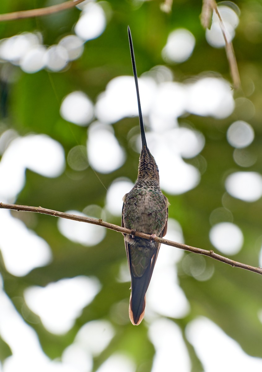Sword-billed Hummingbird - Tomáš Grim