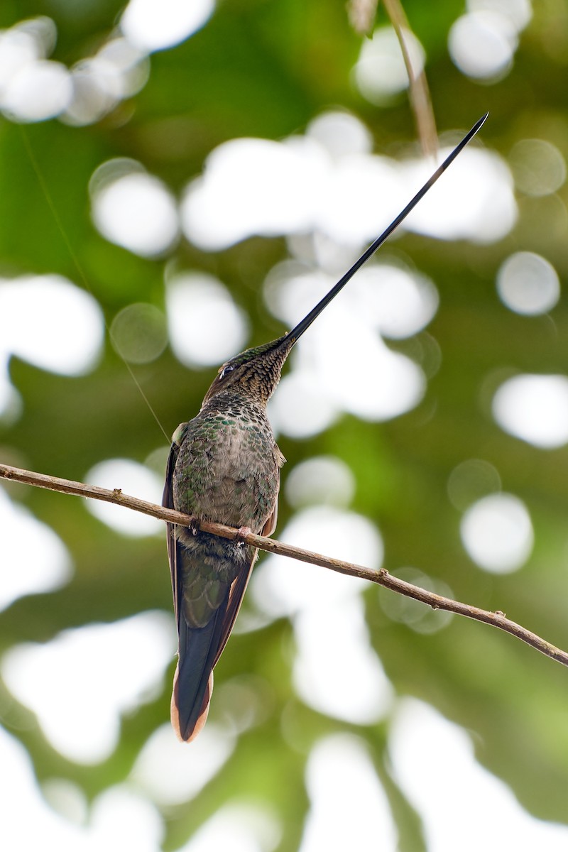 Sword-billed Hummingbird - Tomáš Grim