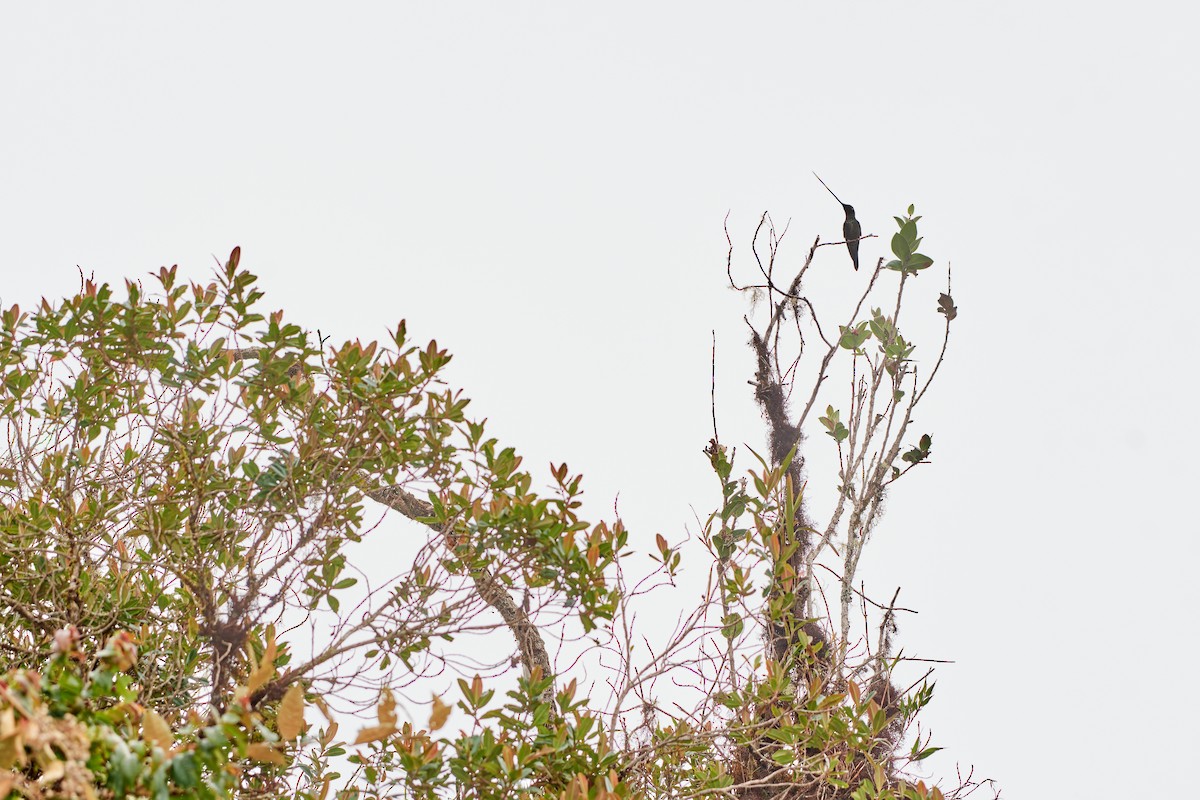 Sword-billed Hummingbird - ML612832895
