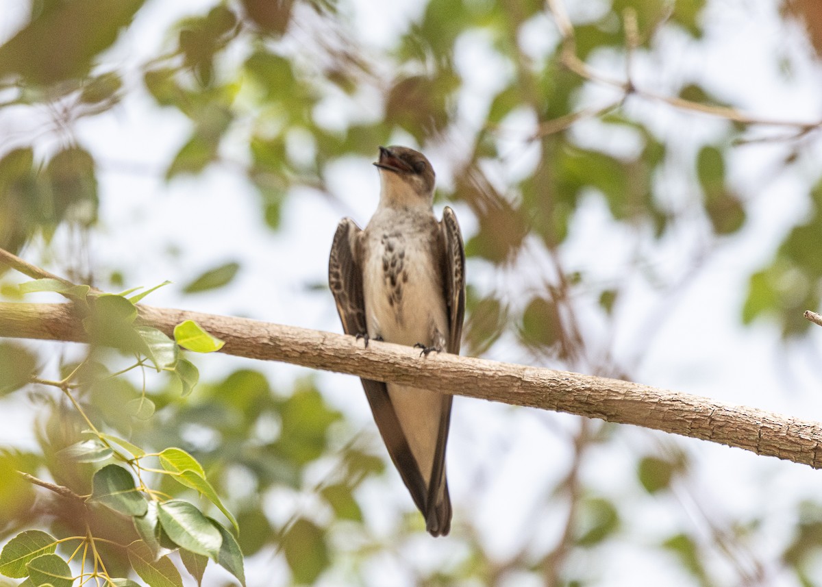 Brown-chested Martin (fusca) - ML612832981