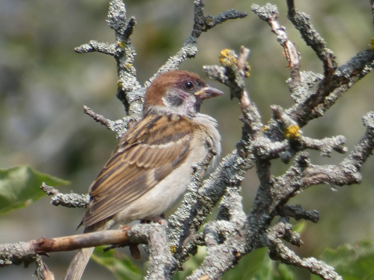Eurasian Tree Sparrow - ML612833397