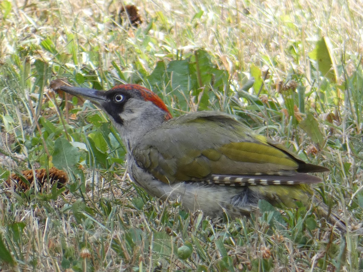 Eurasian Green Woodpecker - ML612833500
