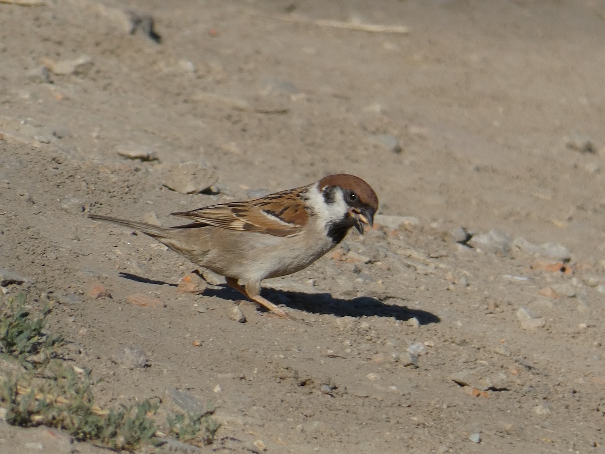 Eurasian Tree Sparrow - ML612833571