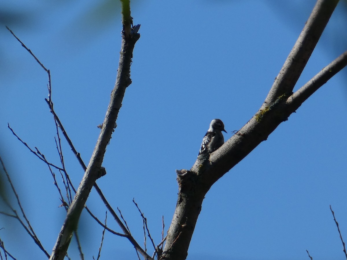 Lesser Spotted Woodpecker - ML612833602