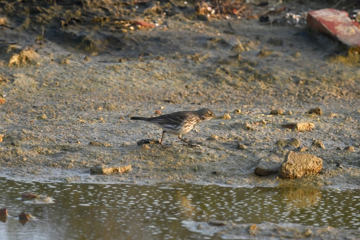 Water Pipit - ML612833787