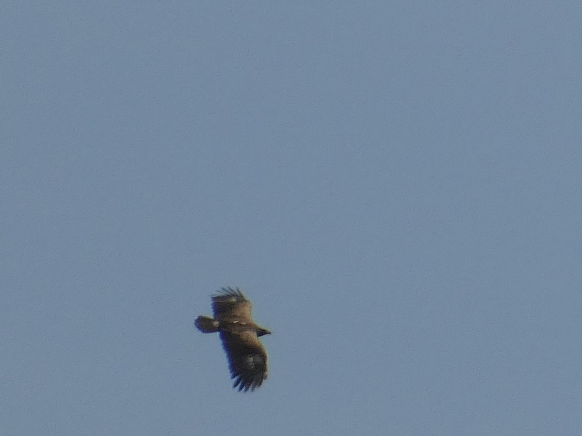 Lesser Spotted Eagle - ML612833847