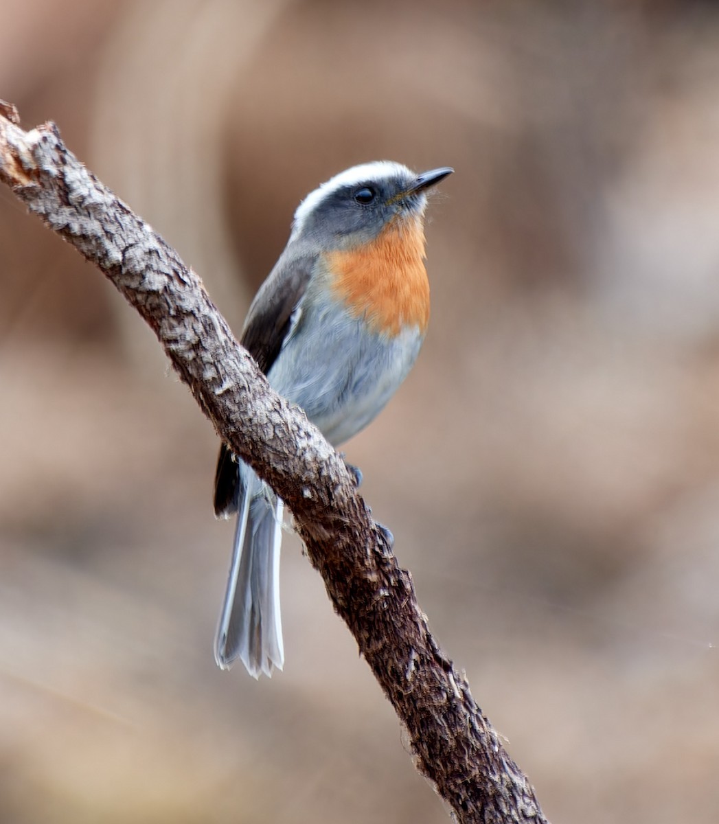Rufous-breasted Chat-Tyrant - ML612834174