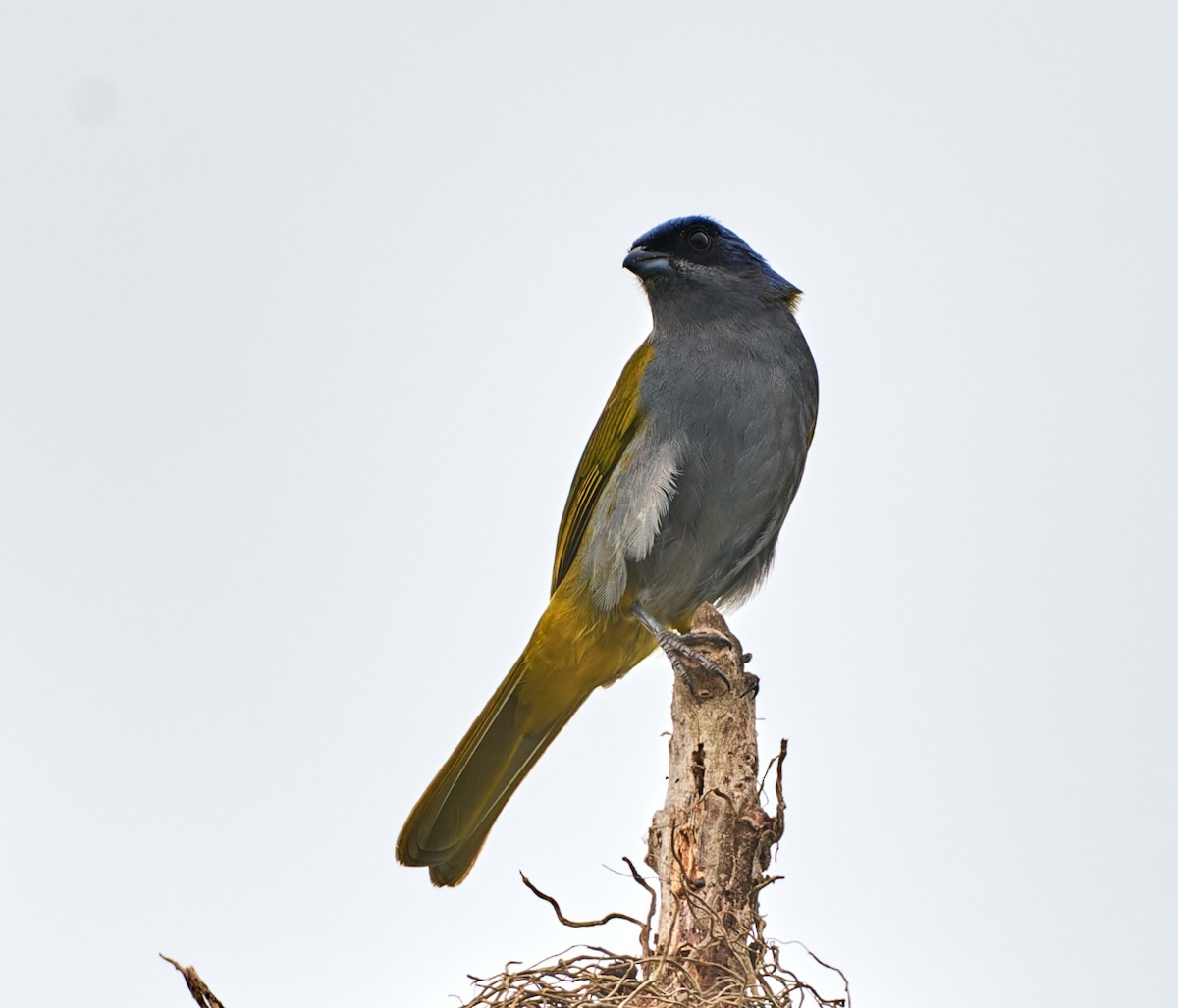 Blue-capped Tanager - ML612834183