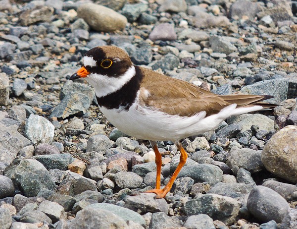 Semipalmated Plover - ML612834424