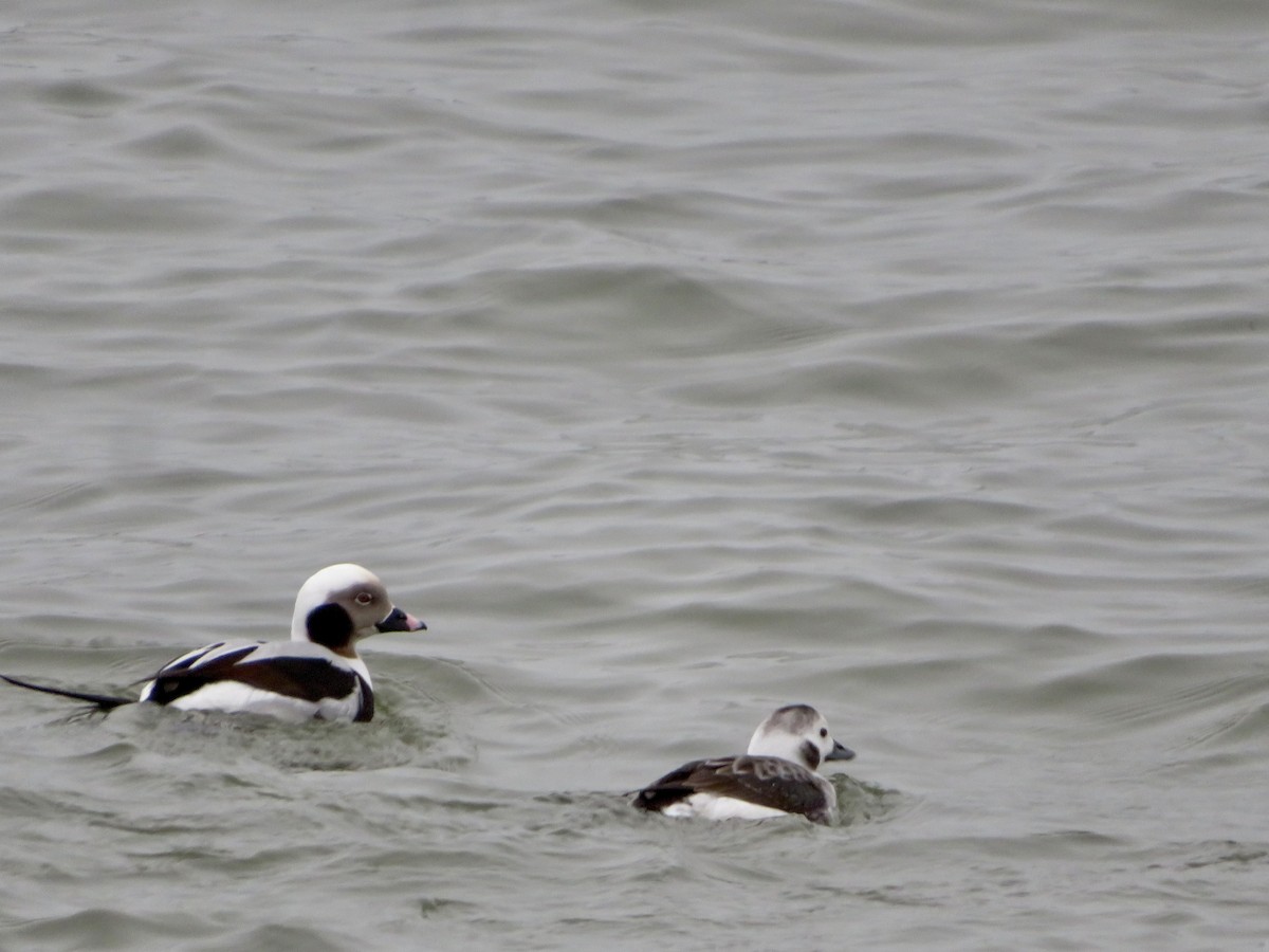 Long-tailed Duck - ML612834559