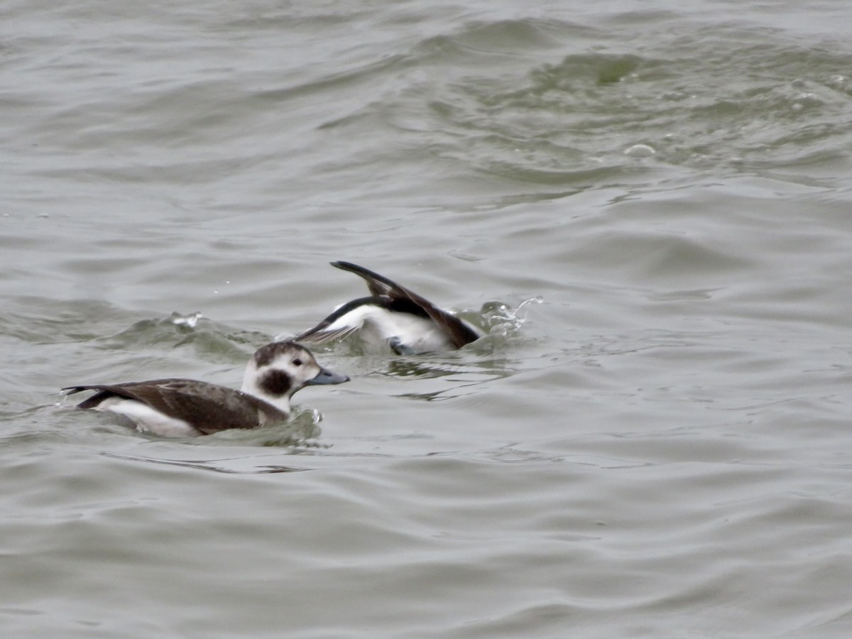 Long-tailed Duck - ML612834560