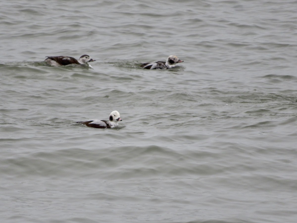 Long-tailed Duck - ML612834562