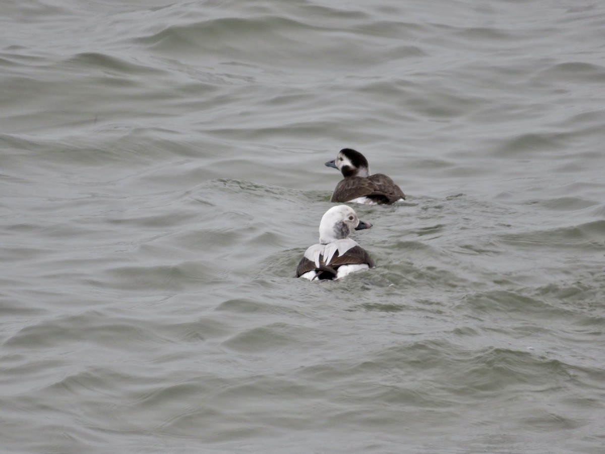 Long-tailed Duck - ML612834563