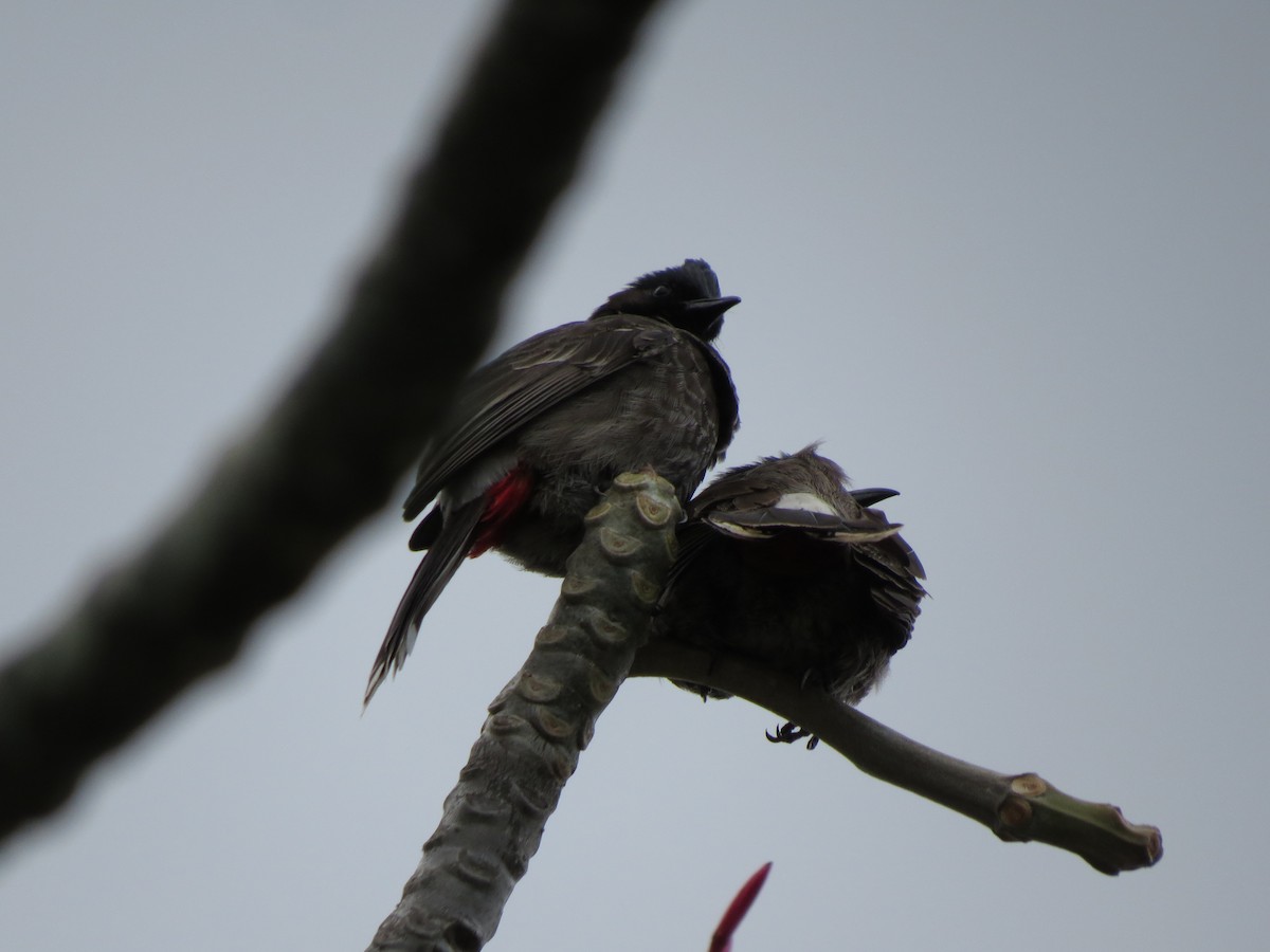 eBird Checklist 27 Feb 2015 Top of Makiki St, Honolulu USHI (21.