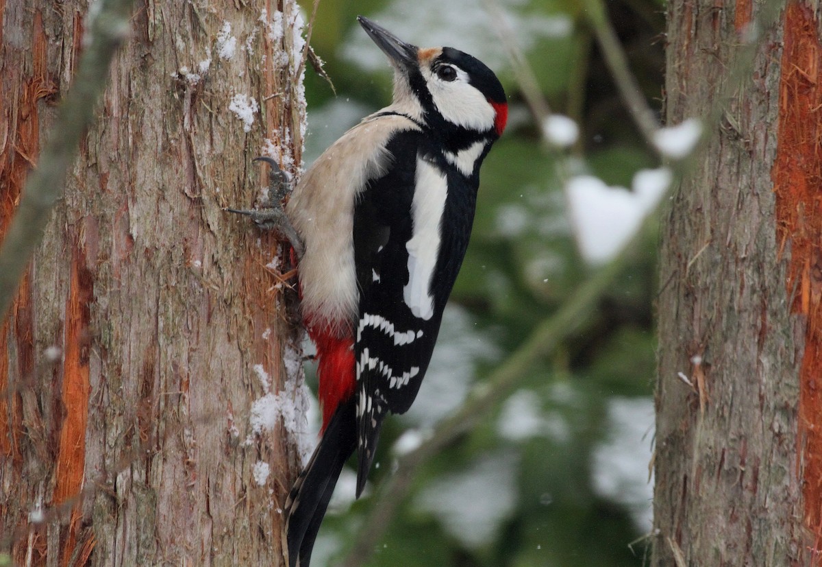 Great Spotted Woodpecker - ML612834951