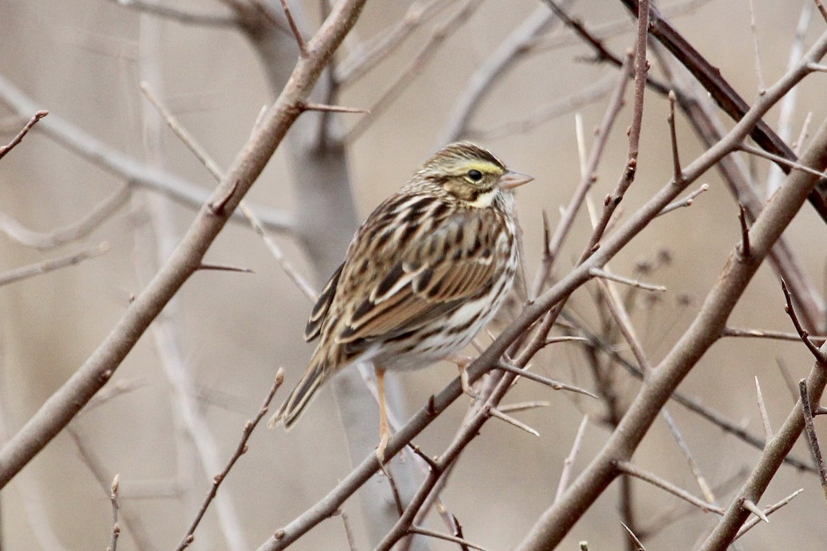 Savannah Sparrow - ML612835092