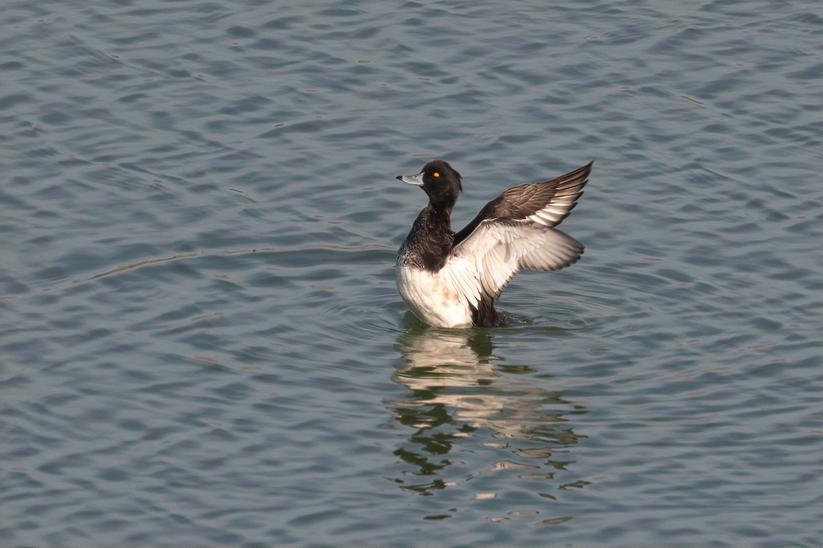 Tufted Duck - ML612835563
