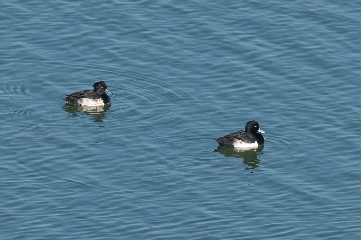 Tufted Duck - ML612835566