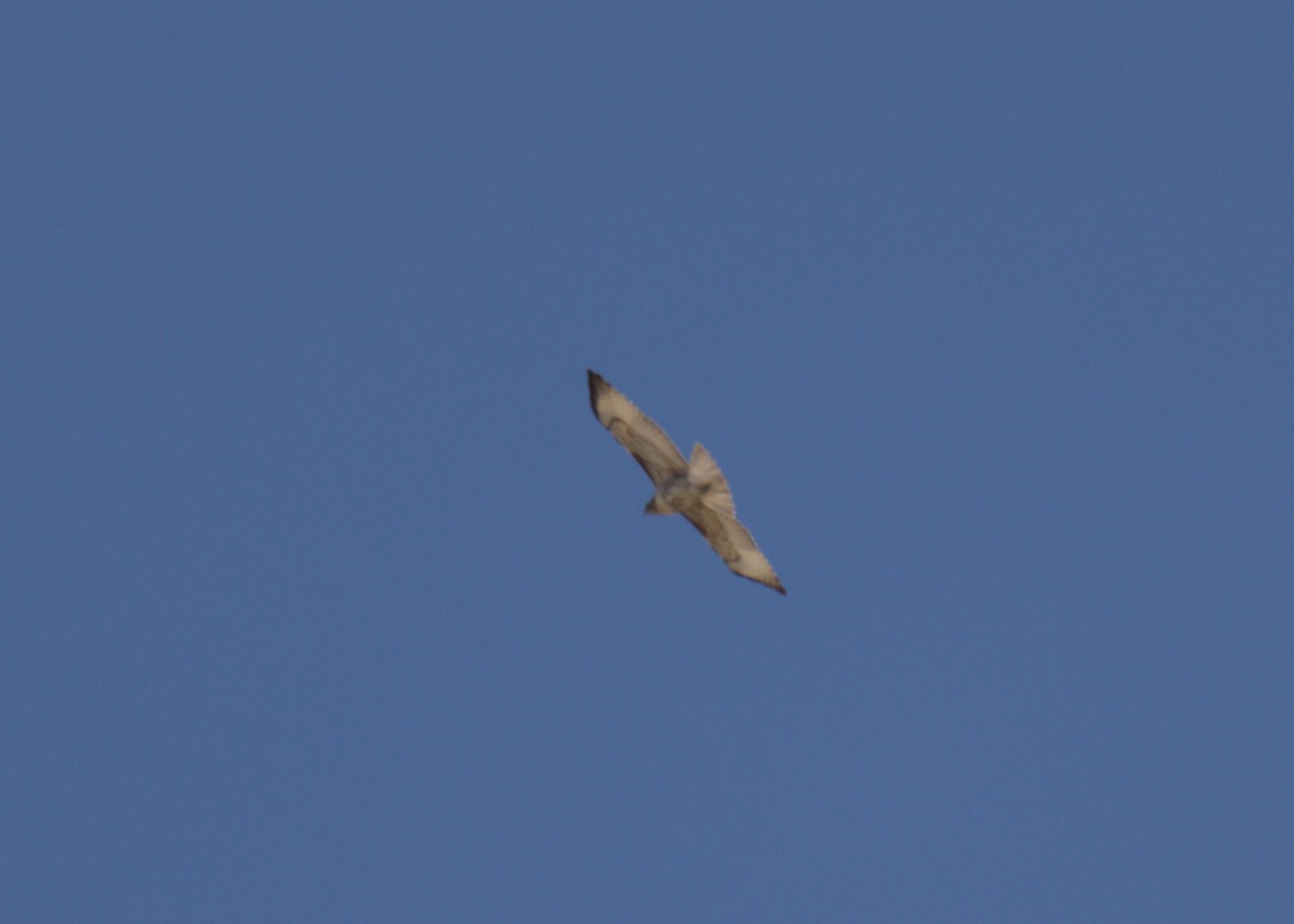 Red-tailed Hawk - ML612835572