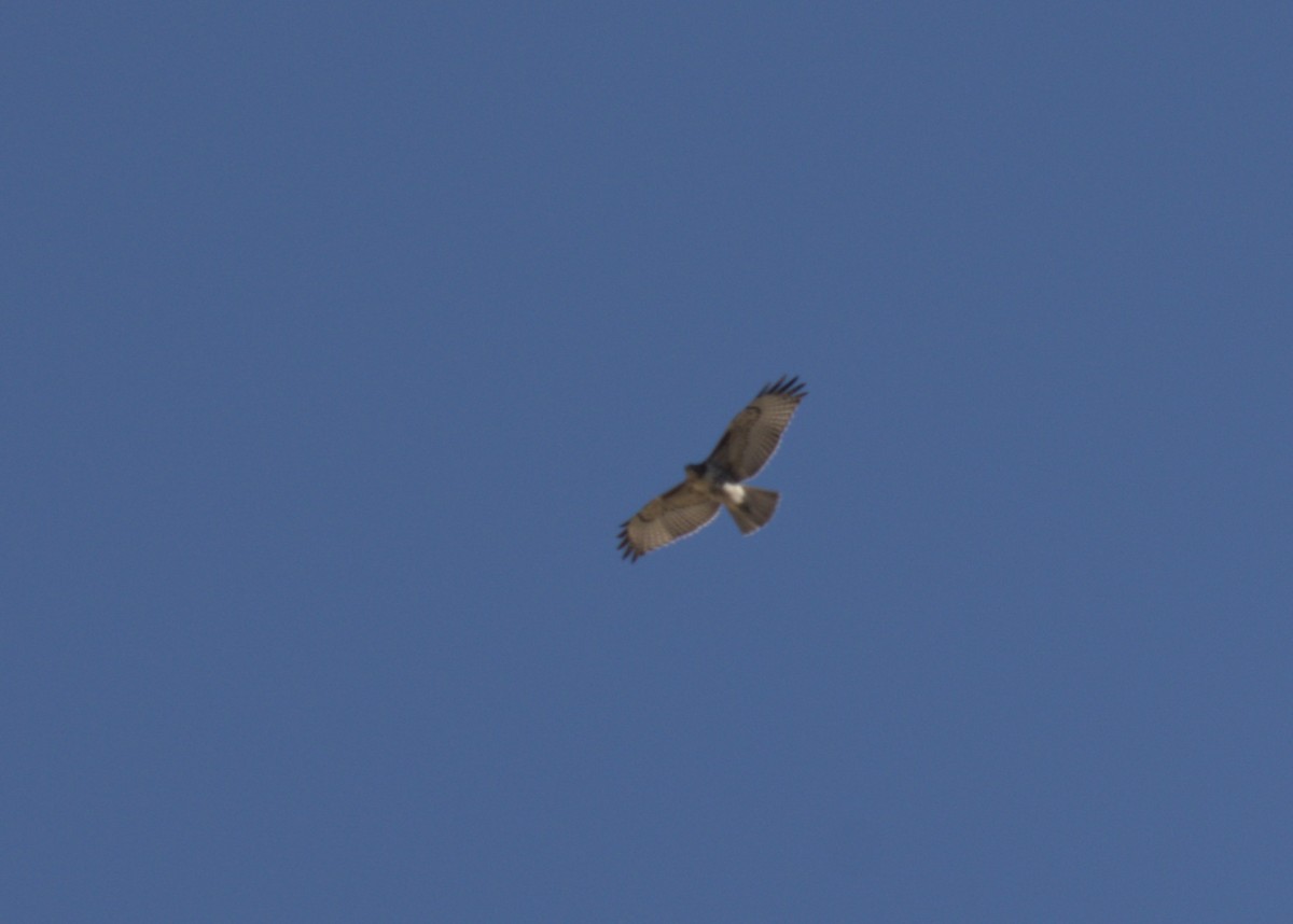 Red-tailed Hawk - ML612835573
