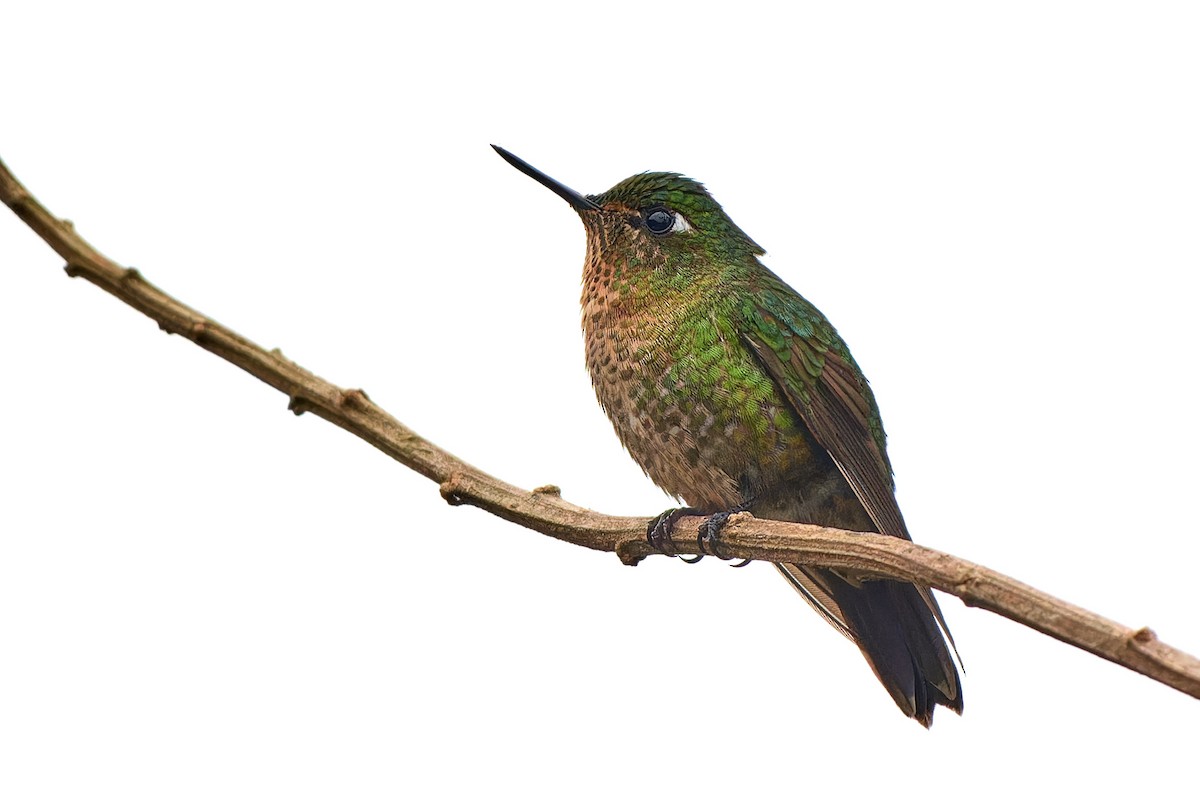 kolibřík dřišťálový - ML612835640