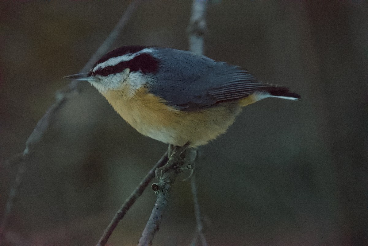 Red-breasted Nuthatch - ML612836002