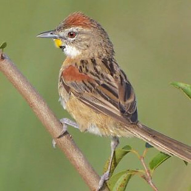 Chotoy Spinetail - ML612836015